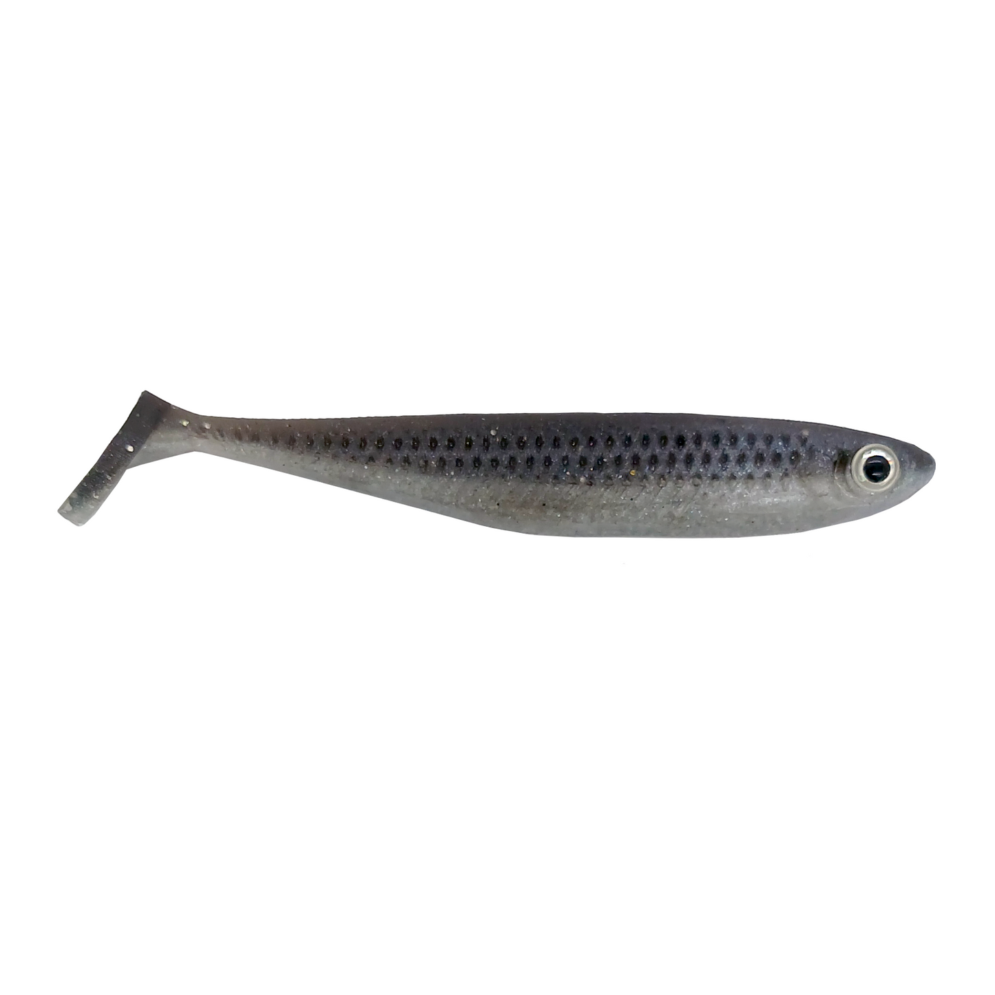 Sardina Fugitiva
